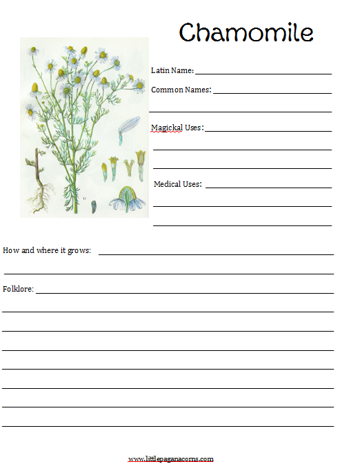 Herbal Notebooking Pages